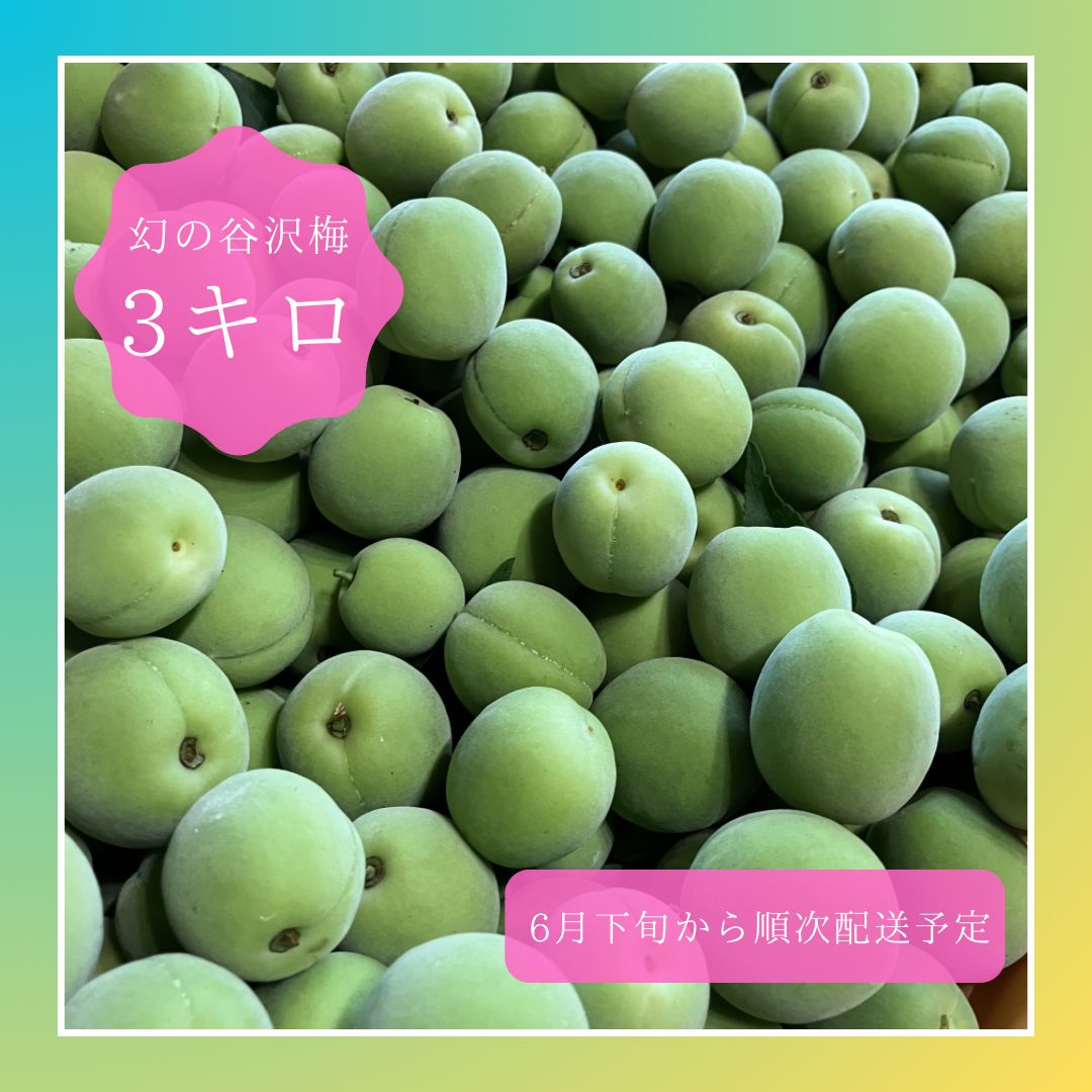 農薬不使用】山形県産 幻の谷沢梅 3kg MLサイズ - メルカリ