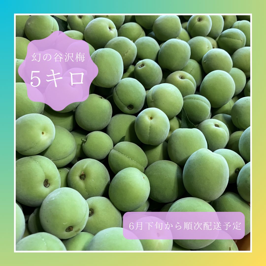 食品 山形県産 幻の谷沢梅 10キロ 追熟梅 MLサイズ 農薬
