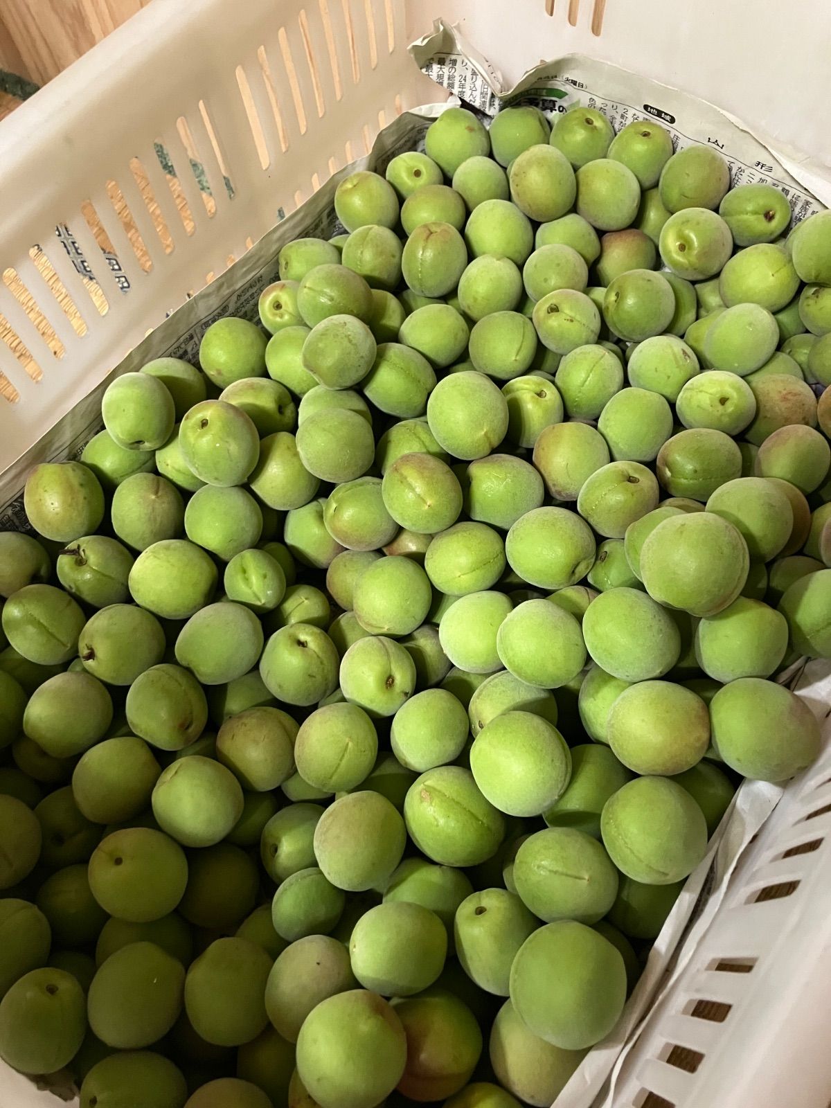 山形県産 幻の谷沢梅 5kg 農薬不使用 朝採り - メルカリ