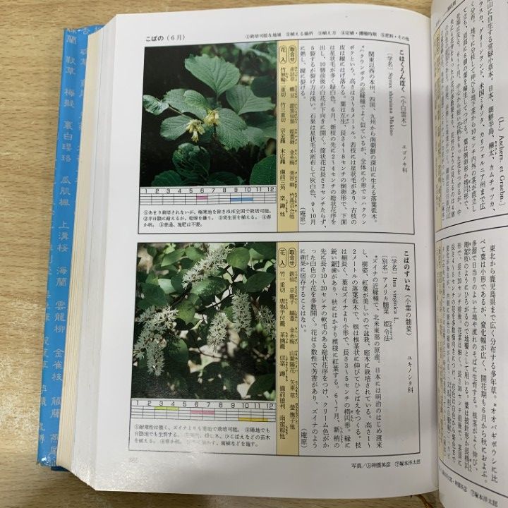 原色茶花大事典 原色茶花大事典の通販｜godisfabrica.com