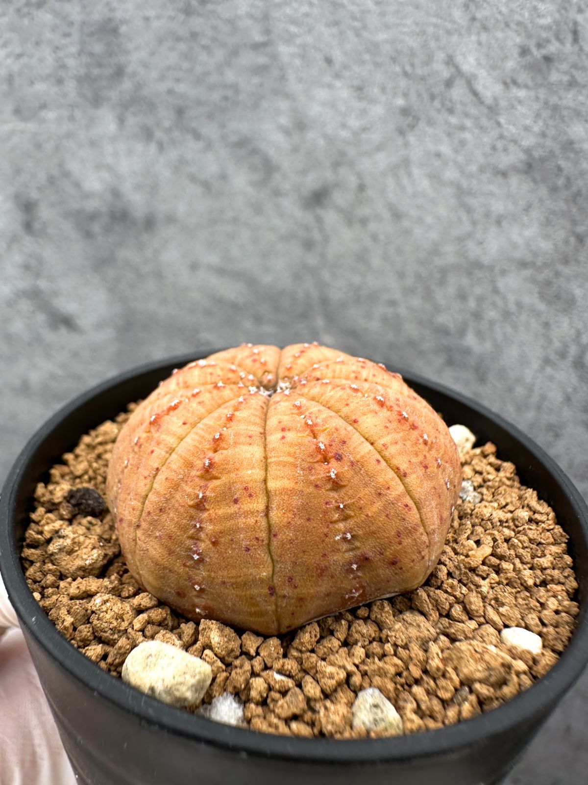 現品限り】ユーフォルビア・オベサ 実生【C38】 Euphorbia obesa