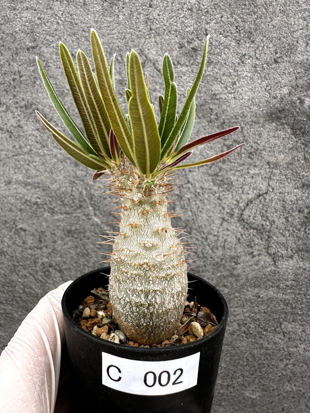 現品限り】パキポディウム・グラキリス 実生【C2】 Pachypodium