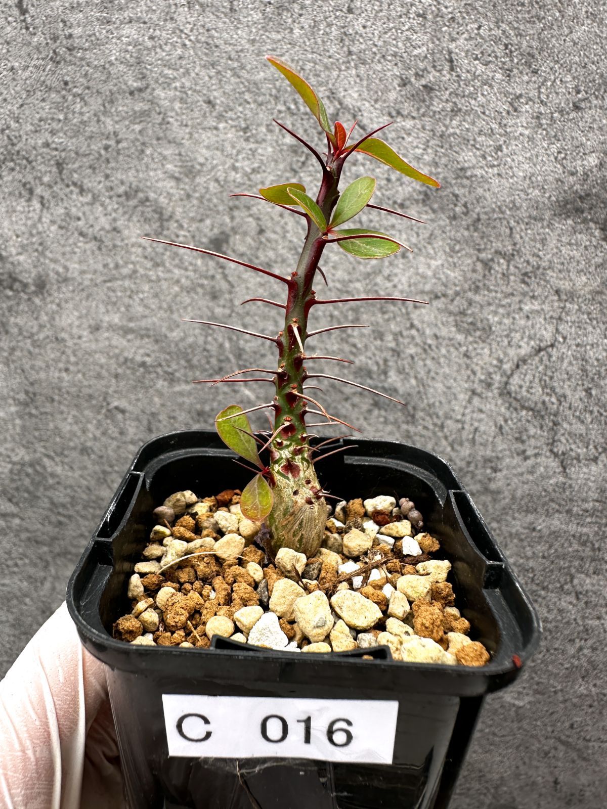 現品限り】フォークイエリア・ファシクラータ 実生【C16】 Fouquieria