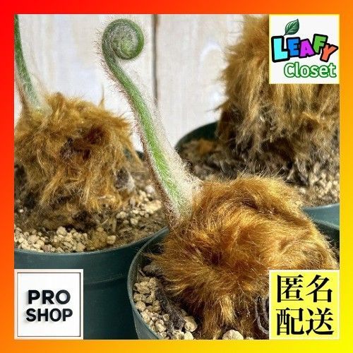 観葉植物 キンモウコウ(タカワラビ) 3号硬質ポット(個体おまかせ1鉢