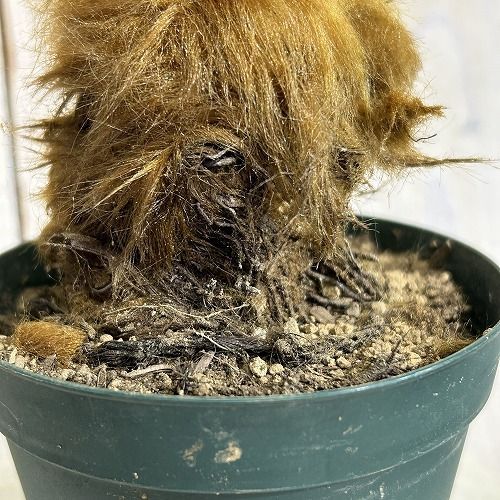 タカワラビ 枯れた 観葉植物 希少ゴールデンチャウチャウ受皿付 園芸 