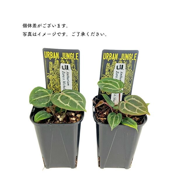 アンスリウム ザラ x ミッシェル 3号 アーバンジャングル ミシェル