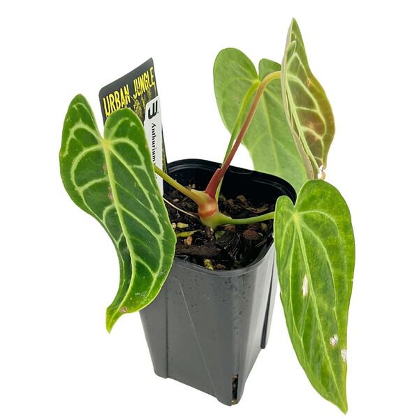 アンスリウム・レガレ（Anthurium regale）　③ 現品 アンスリウム レガレ 3.5号 アーバンジャングル Anthurium regale