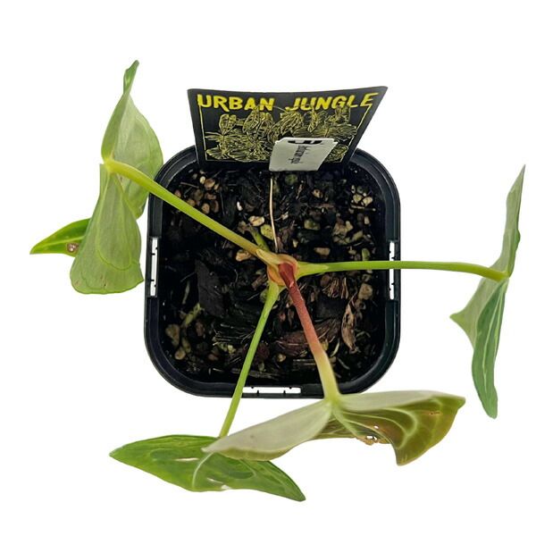 現品 アンスリウム レガレ 3.5号 アーバンジャングル Anthurium regale
