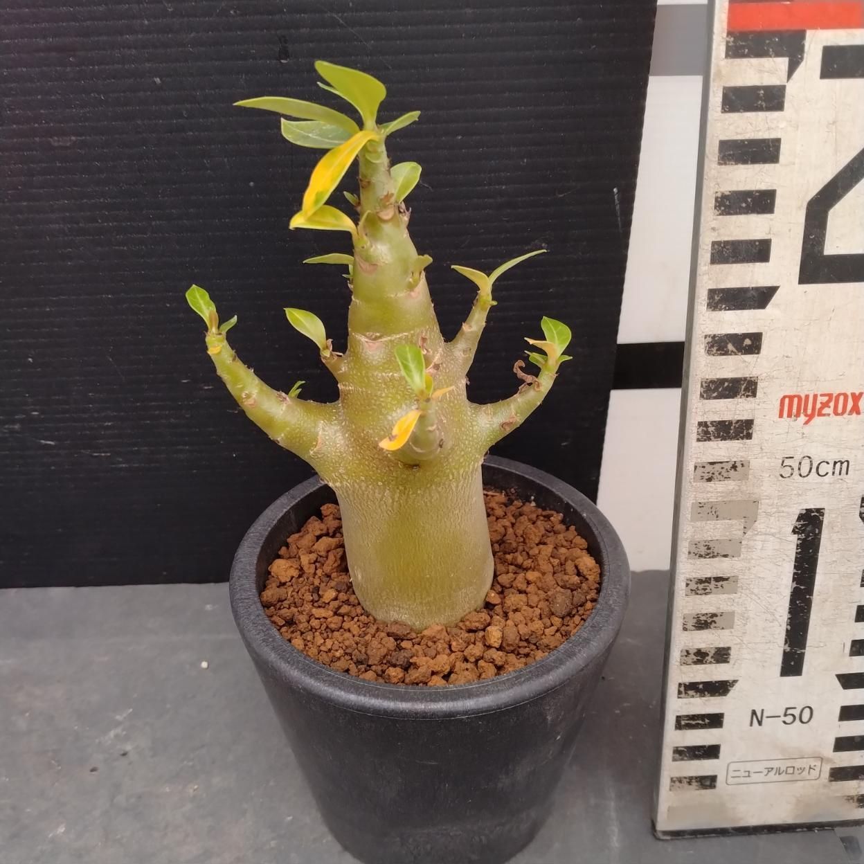 Z997「塊根植物」アデニウム ドワーフ 【詳細品種不明・実生・多肉植物