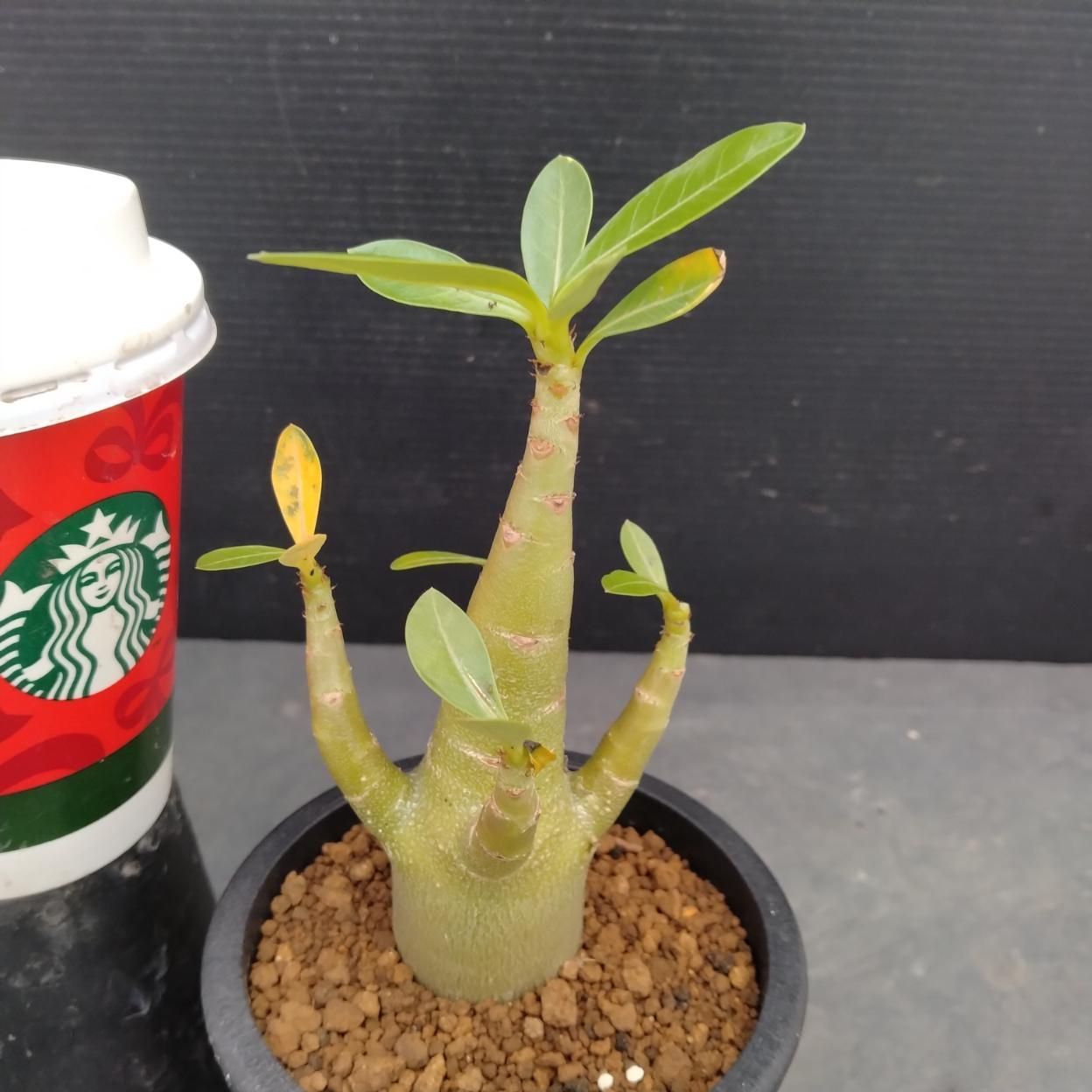 Z999「塊根植物」アデニウム ドワーフ 【詳細品種不明・実生・多肉植物