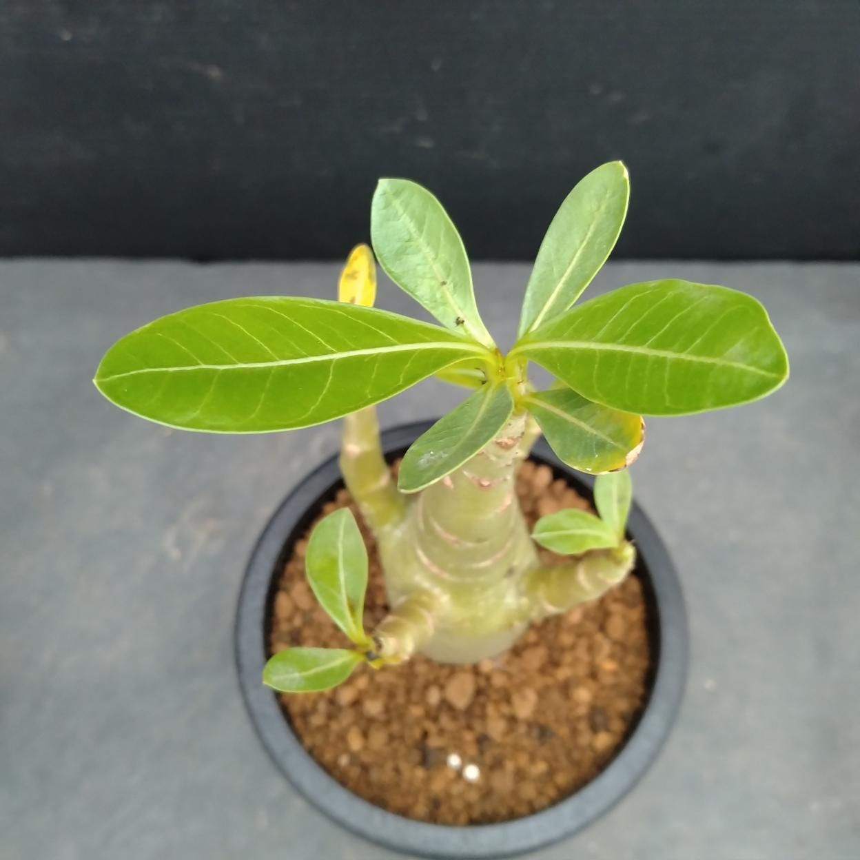 Z999「塊根植物」アデニウム ドワーフ 【詳細品種不明・実生・多肉植物