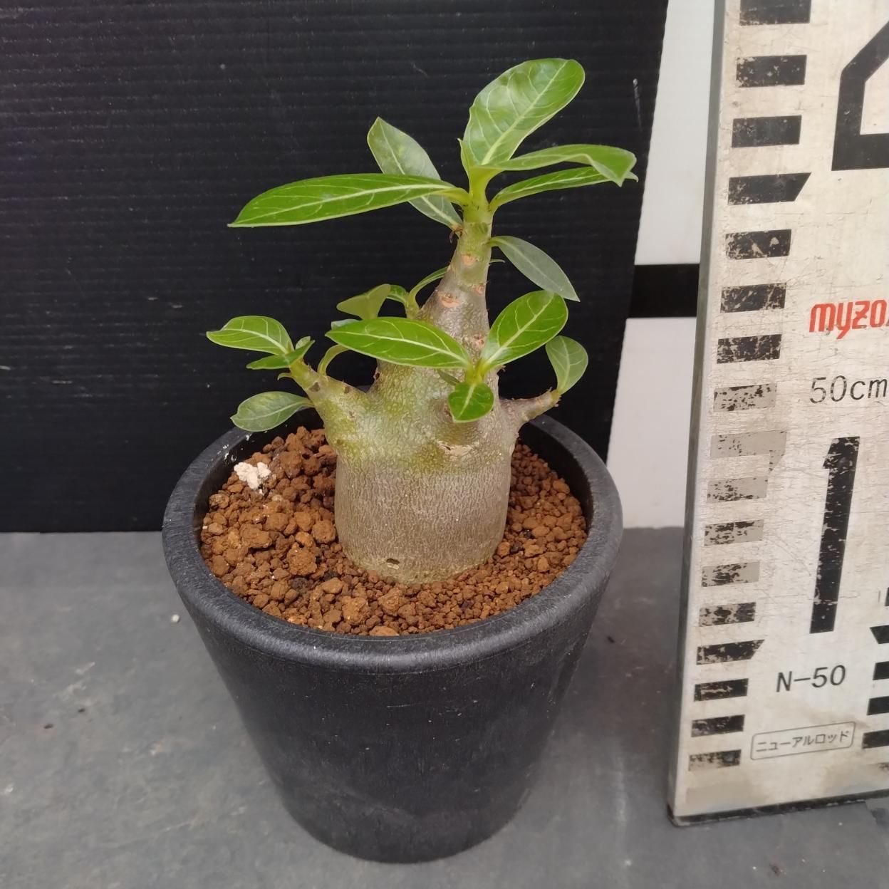 Z1002「塊根植物」アデニウム ドワーフ 【詳細品種不明・実生・多肉