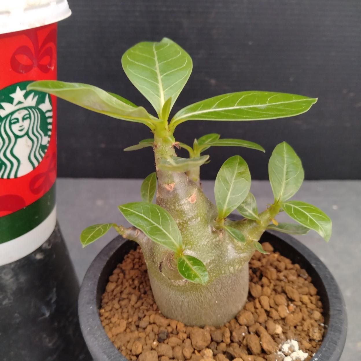 アデニウム ドワーフ　塊根植物 Z1002「塊根植物」アデニウム ドワーフ 【詳細品種不明・実生・多肉