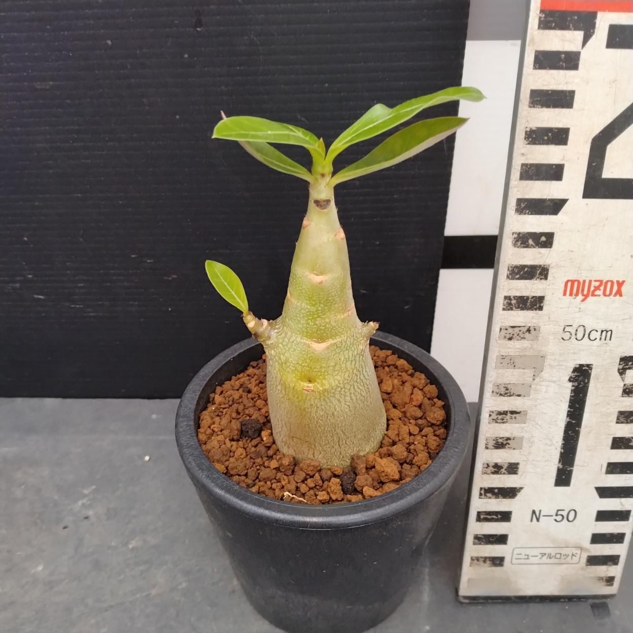 Z1005「塊根植物」アデニウム ドワーフ 【詳細品種不明・実生・多肉