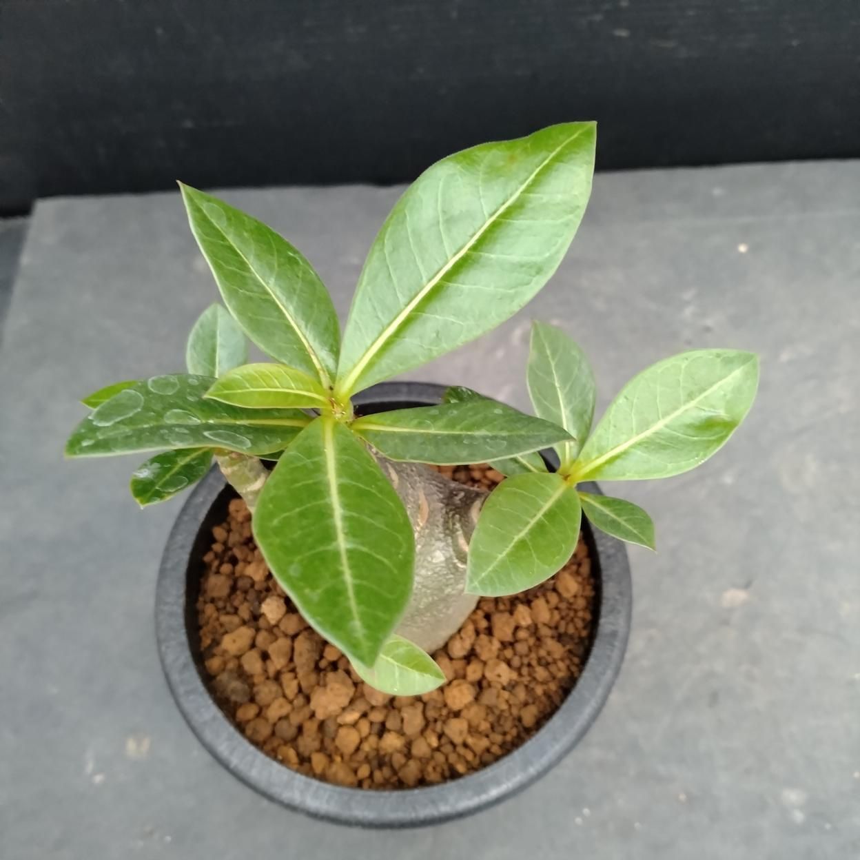Z1006「塊根植物」アデニウム ドワーフ 【詳細品種不明・実生・多肉