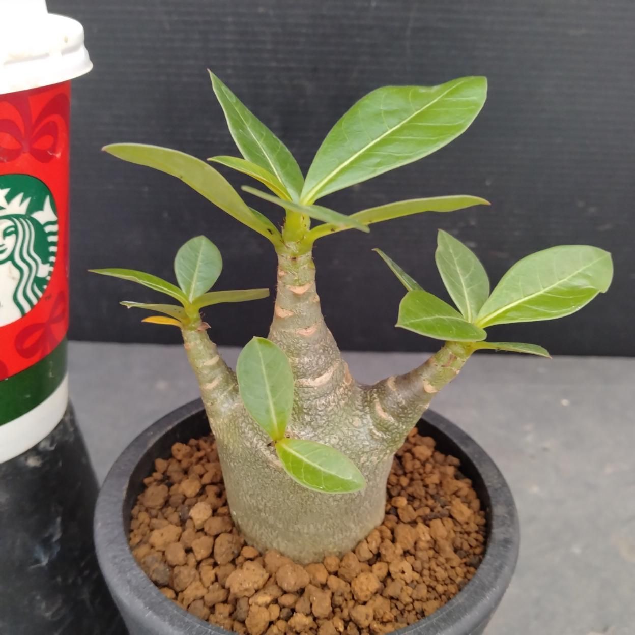 アデニウム ドワーフ　塊根植物 アデニウム アラビカム ドワーフ / 塊根の魅力が詰まりまくった幹と枝