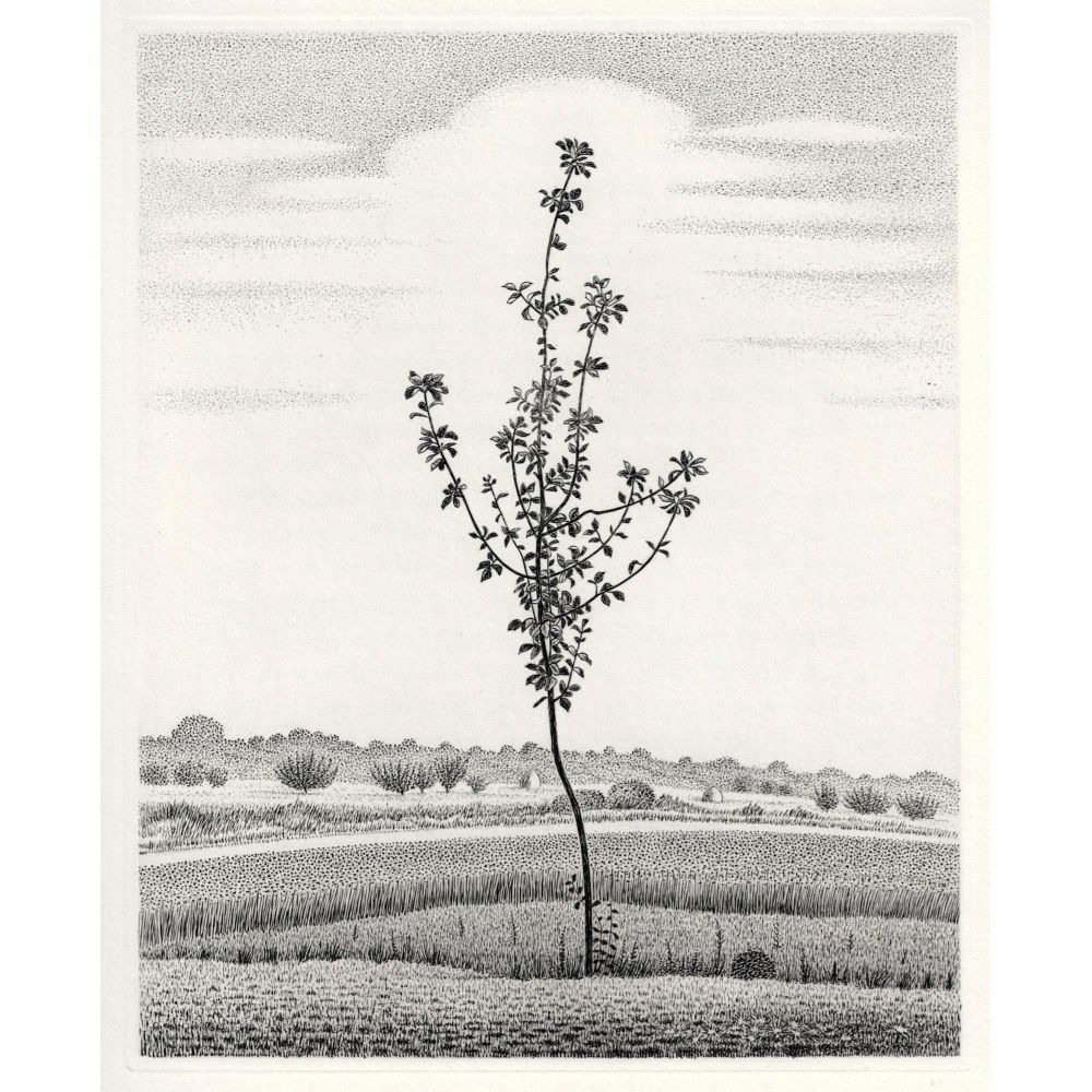 長谷川潔 『長谷川潔の肖像』より 若木 1963年 銅版画 オー・フォルト