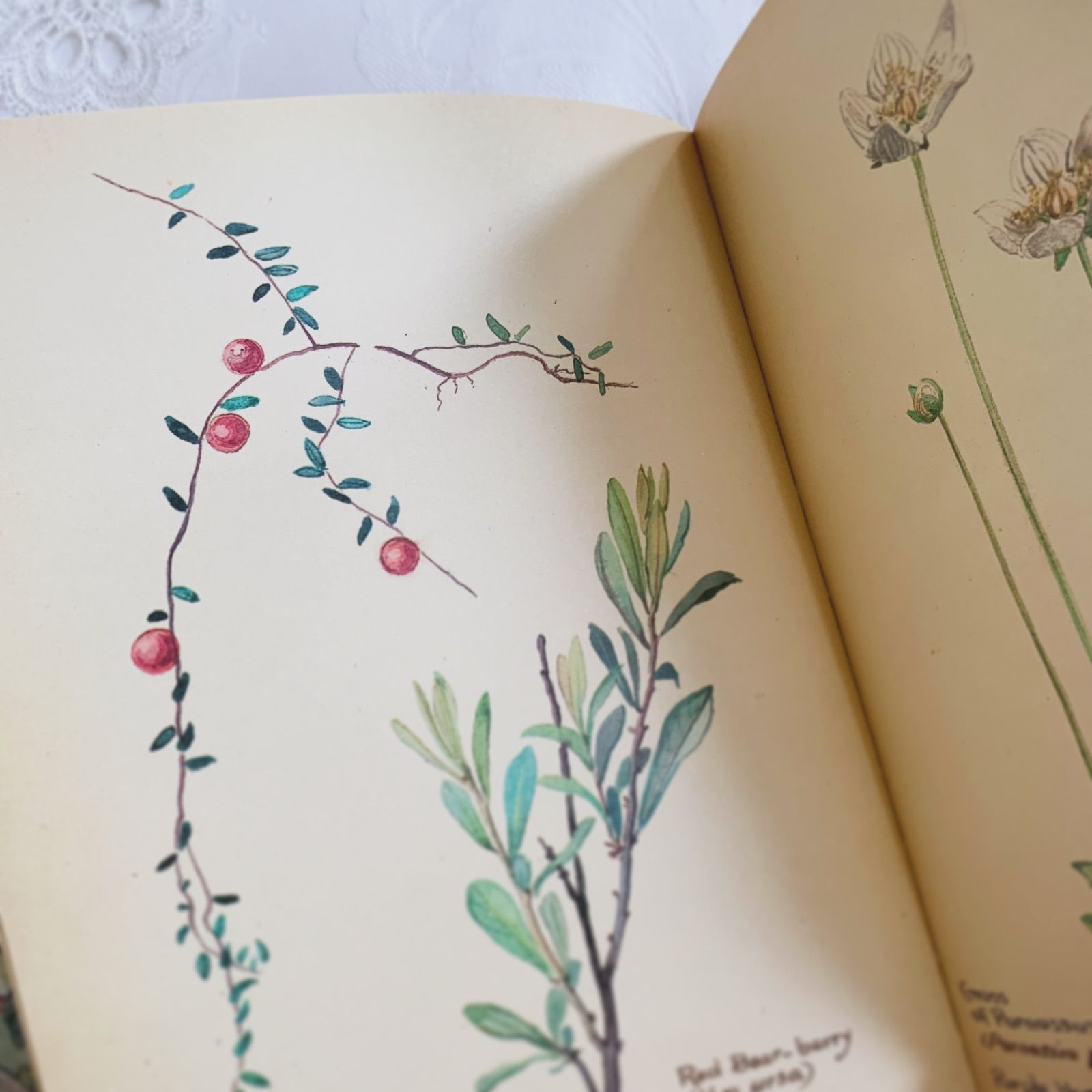 The Country Diary of an Edwardian Lady: Holden, Edith 1978年