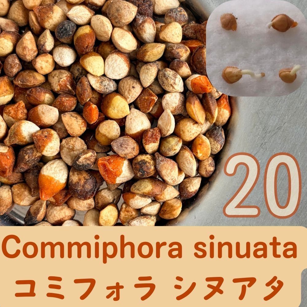 Commiphora sinuata コミフォラ シヌアタ 2026年6月種子20粒 - メルカリ