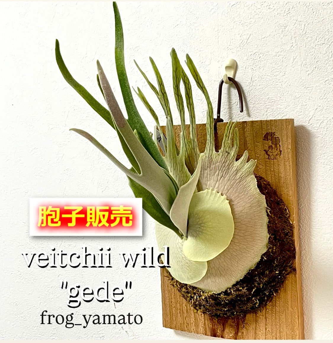 胞子 販売 【veitchii gede ベイチー ゲデ】 胞子培養 ビカクシダ