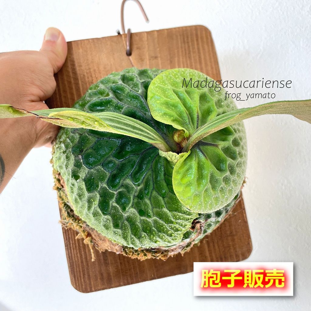 胞子 販売 【マダガスカリエンセ madagascariense】 胞子培養