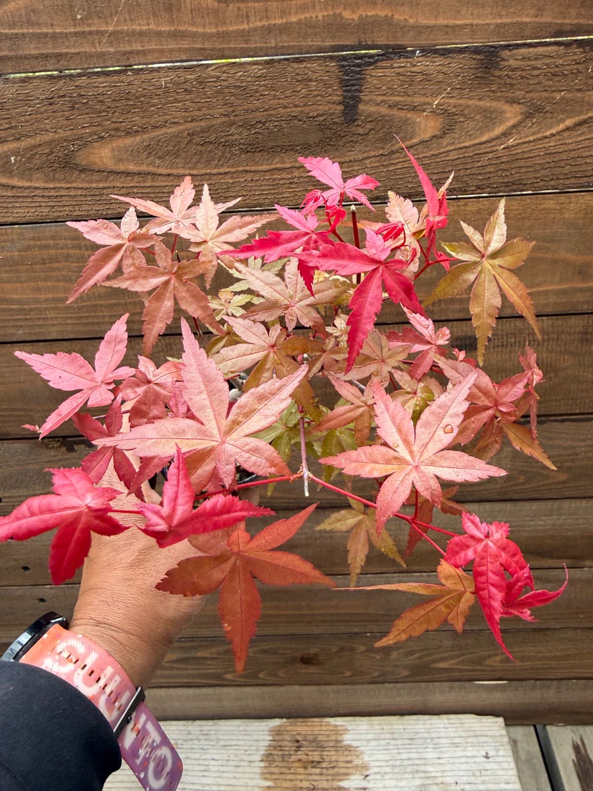 出猩々紅葉 デショウジョウモミジ ミニ盆栽 素材 もみじ - メルカリ