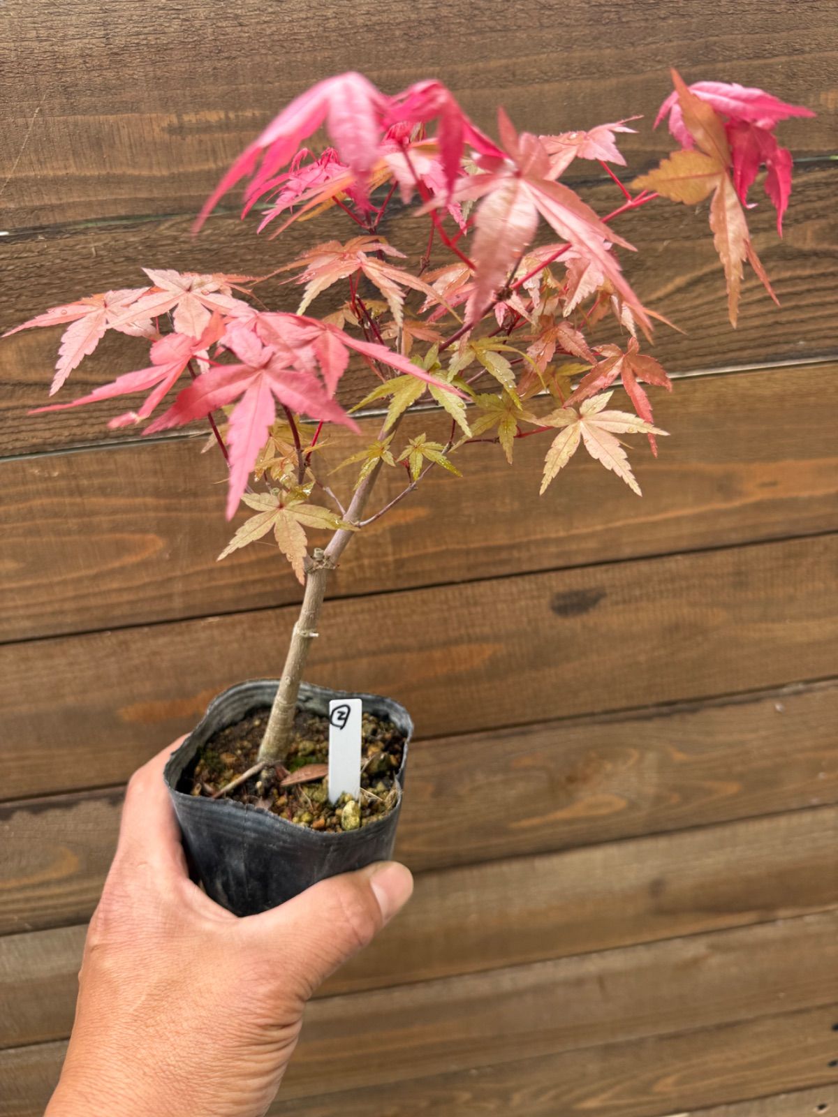 三河盆栽　デショウジョウ　出猩々　人気品種　赤系紅葉　モミジ　紅葉　根張り　素材 出猩々紅葉 デショウジョウモミジ ミニ盆栽 素材 もみじ - メルカリ