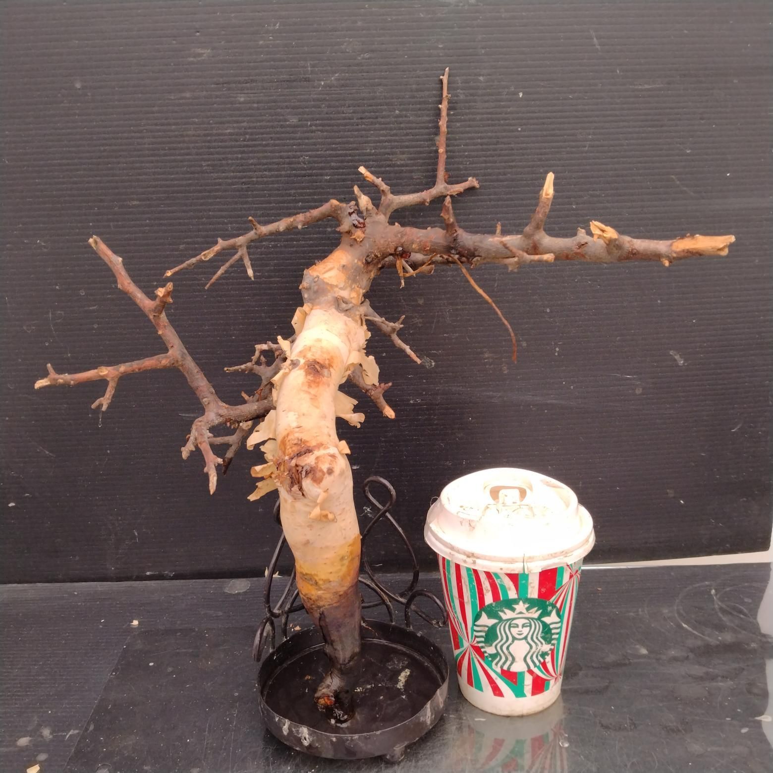 Z1147「塊根植物」コンミフォラ カタフ ピュア 抜き苗【最新到着 
