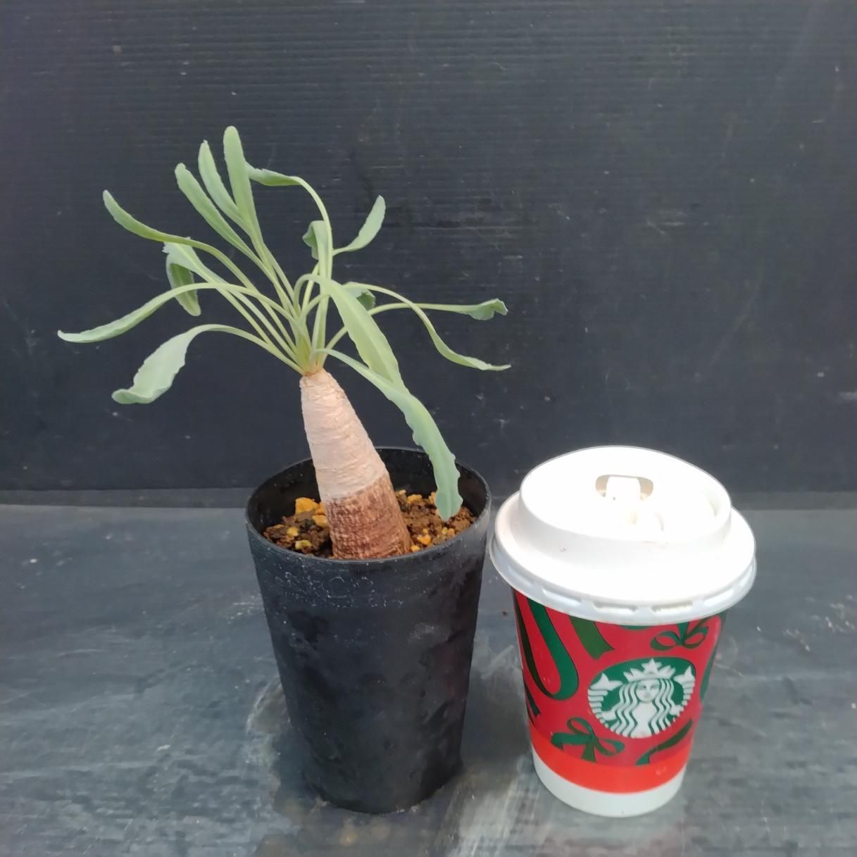 Z1151「多肉植物」ユーフォルビア クリスパ 植え【発根未確認