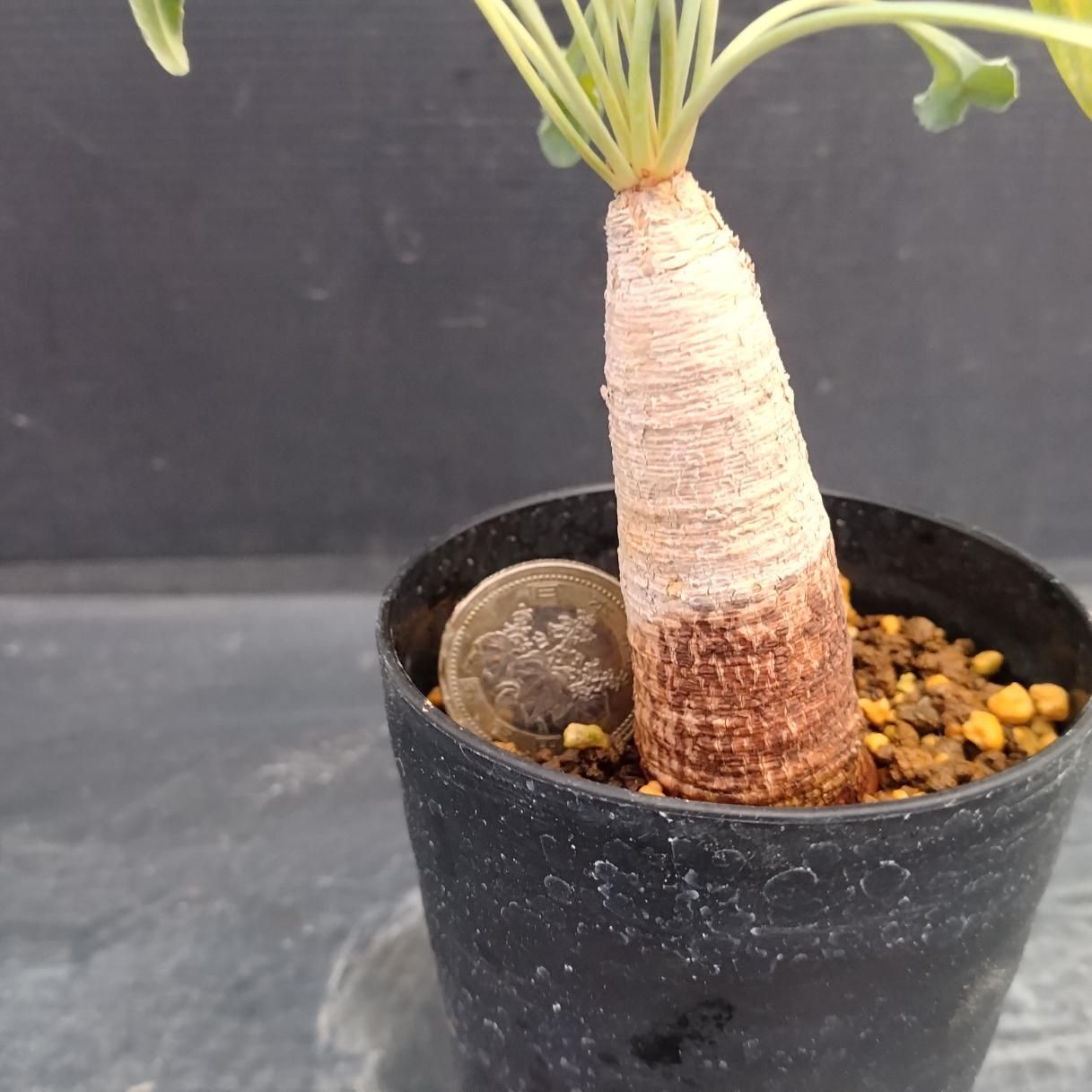 Z1151「多肉植物」ユーフォルビア クリスパ 植え【発根未確認