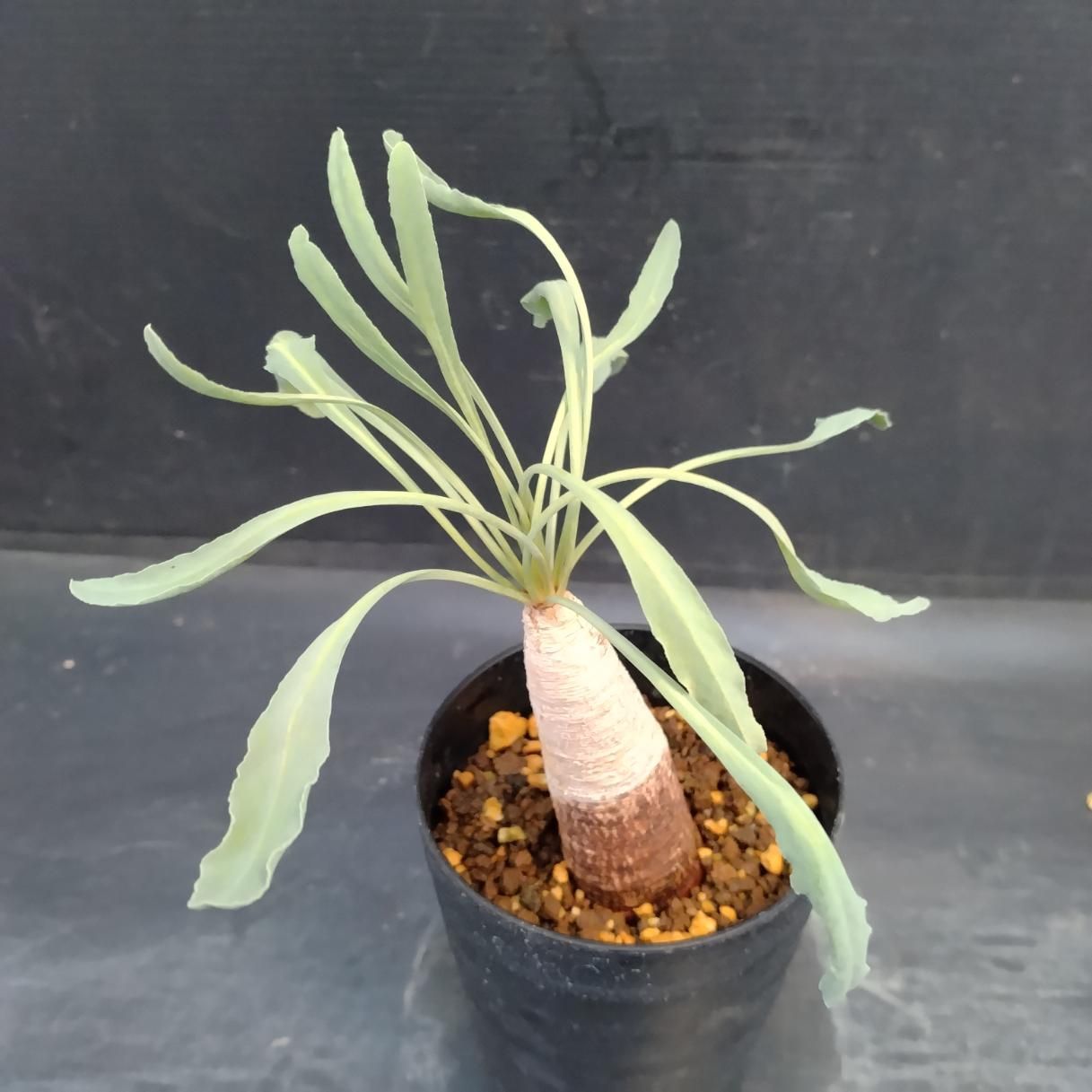 Z1151「多肉植物」ユーフォルビア クリスパ 植え【発根未確認