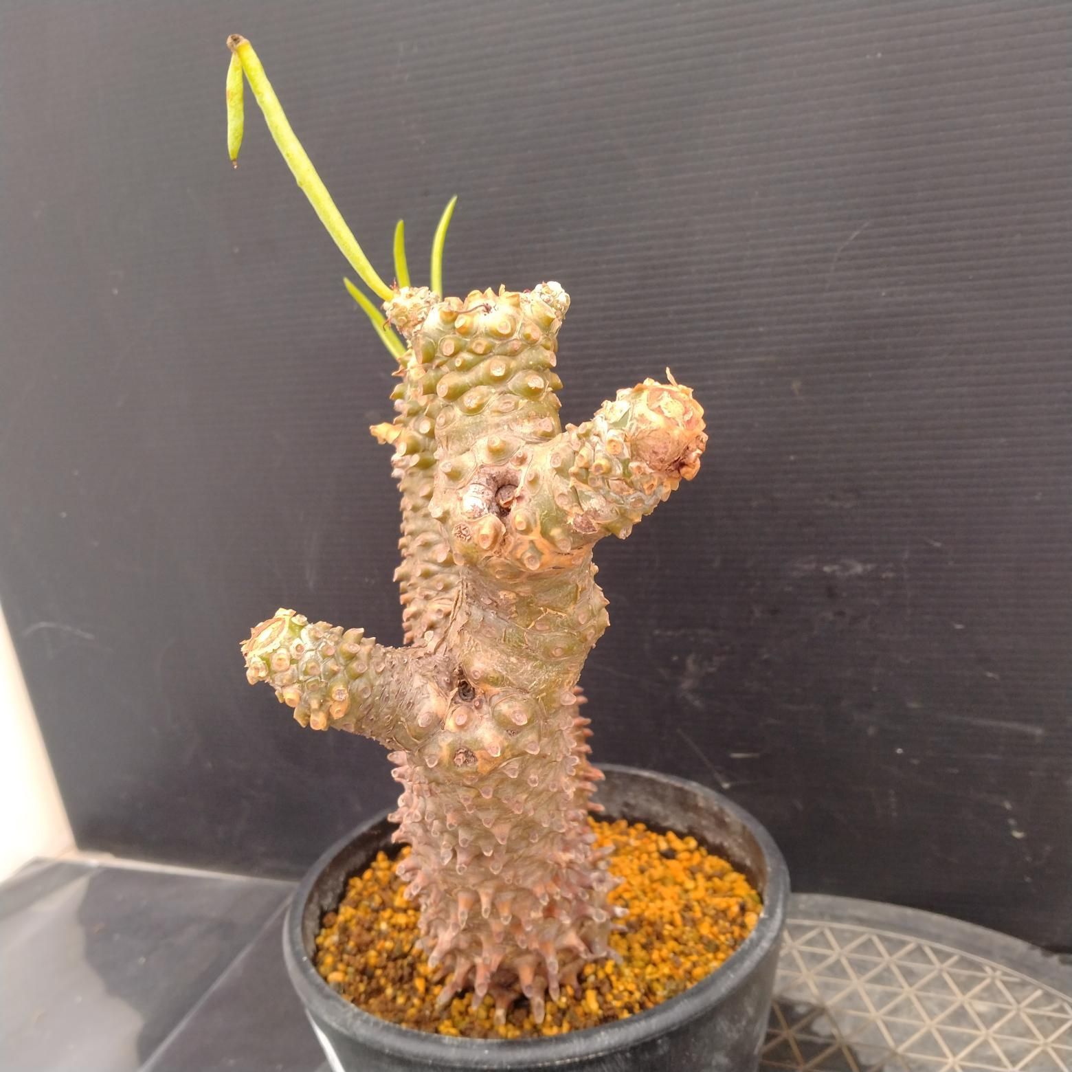 チコレドン　ワリチー　塊根植物 Amazon｜【現品限り】チレコドン・ワリチー【O85】 Tylecodon