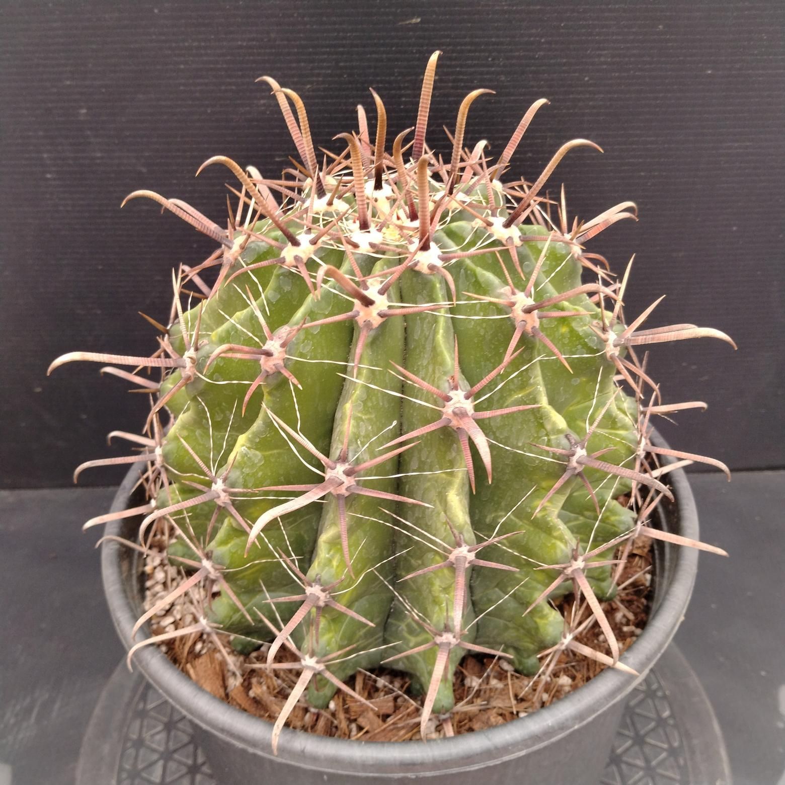 Z1169「多肉植物L」フェロカクタス 半島玉 巨大株【最新着・Ferocactus