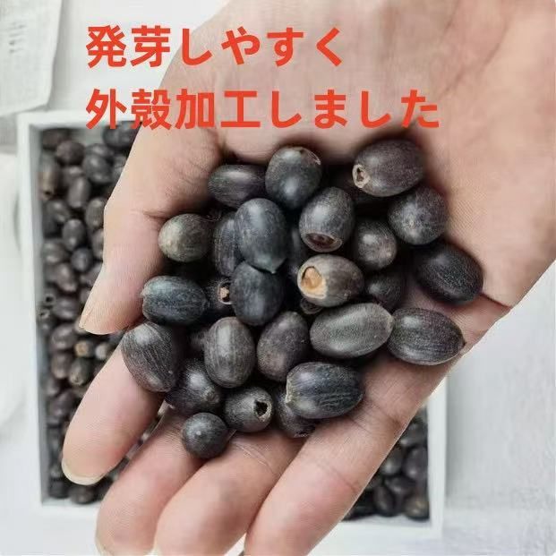 ミニハスの種 茶碗蓮 ハスの種 蓮の種 屋内外植付け可能 お得な値段