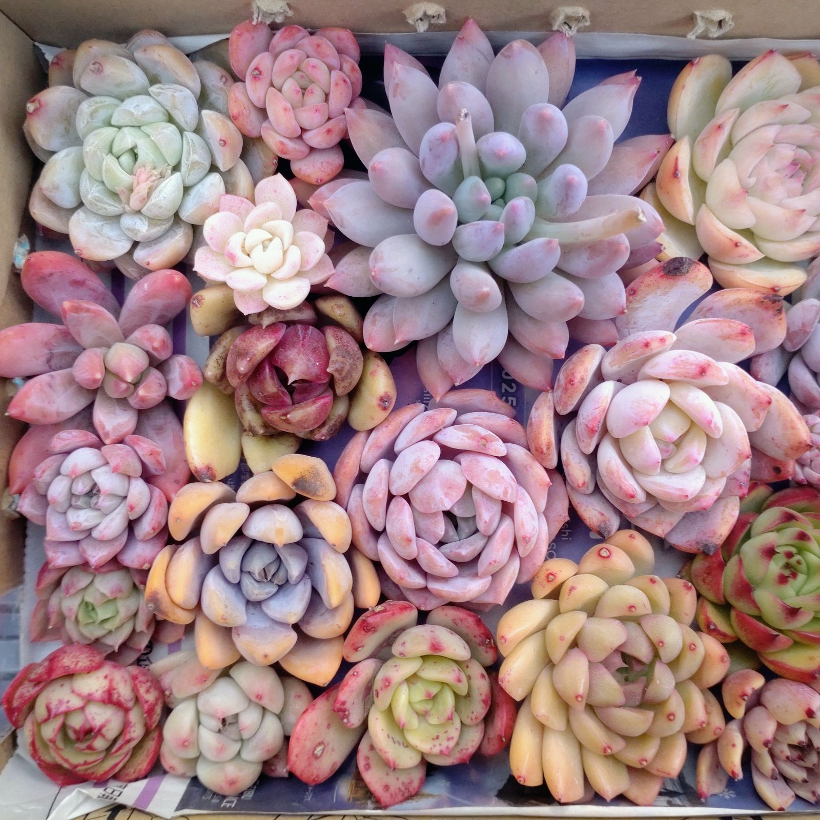 多肉植物 寄せ植え 詰め合わせ カット苗セット 30 - メルカリ
