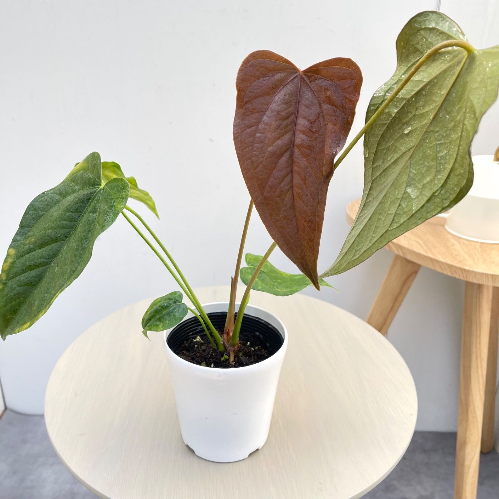 アンスリウム クイーンオブハート 5 【現品】☆希少☆ 観葉植物 室内4号