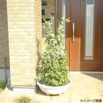 フラワーアレンジメント 小林金物 グリーンガーデン 園芸用品 ミニオベリスク アリビオ ガーデニング 雑貨 120H 6個入 No.224