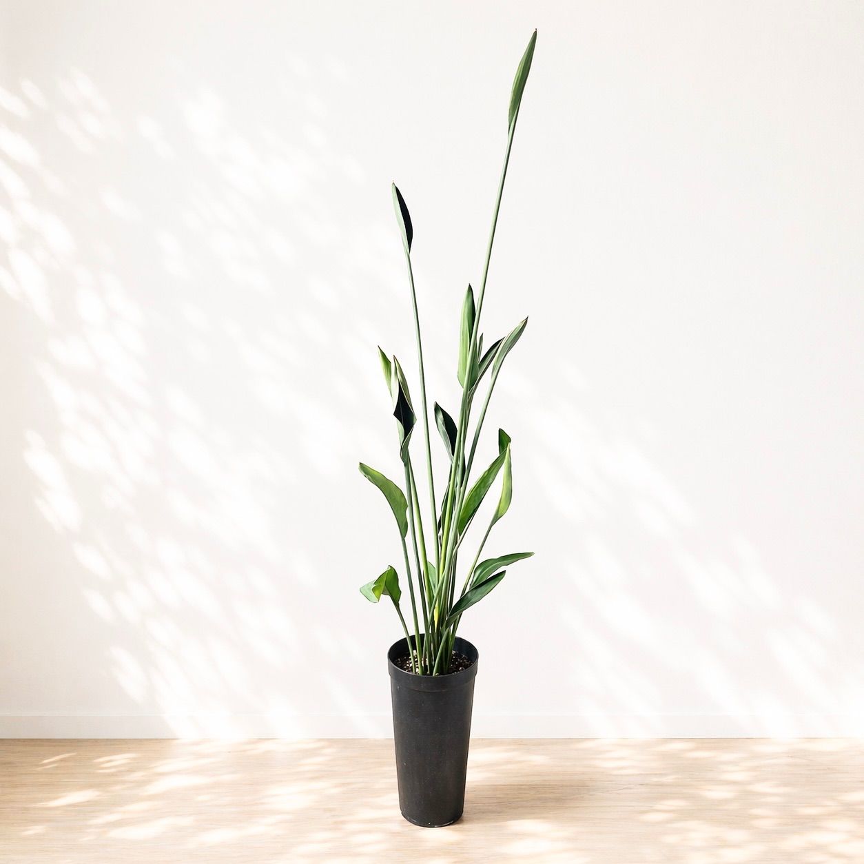 ストレリチア・ユンケア（ノンリーフ）【希少・3株植え】 - メルカリ