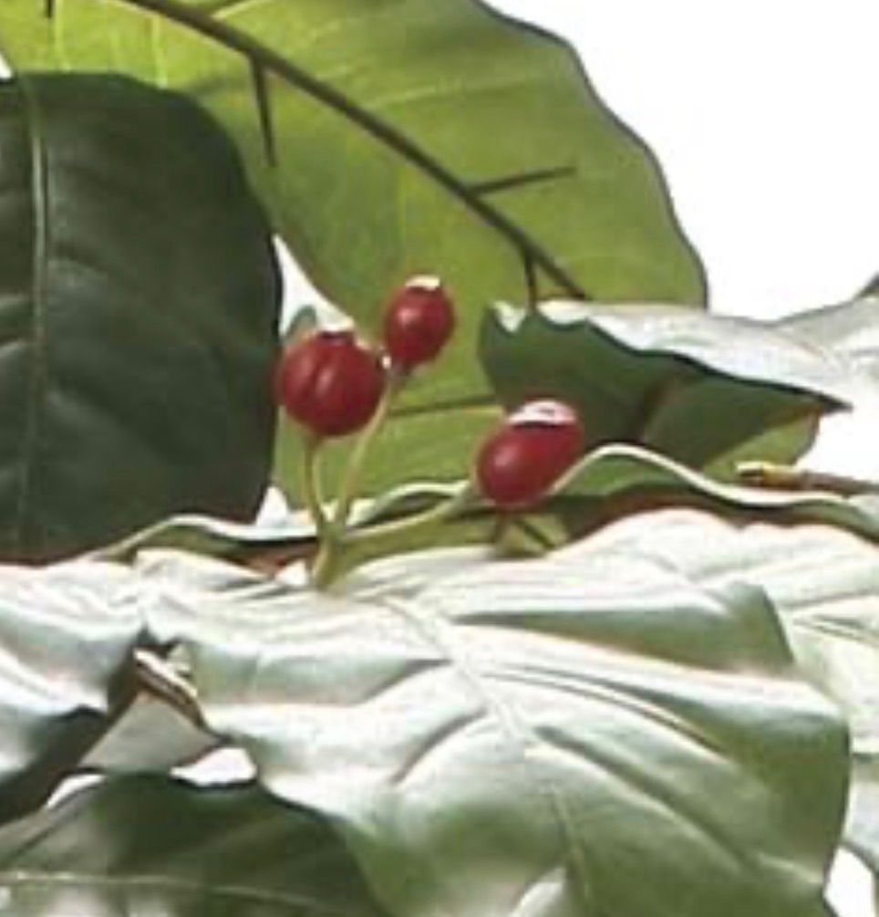 光触媒 人工観葉植物 ウォールグリーン フェイクグリーン コーヒー