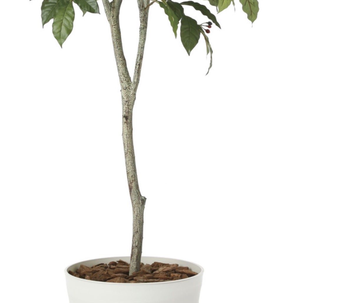 光触媒 人工観葉植物 ウォールグリーン フェイクグリーン コーヒー