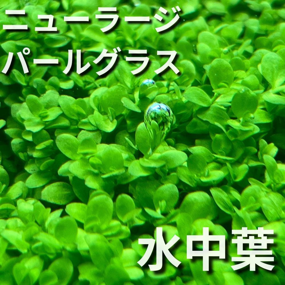 メルカリ便 ニューラージパールグラス水中葉 - メルカリ