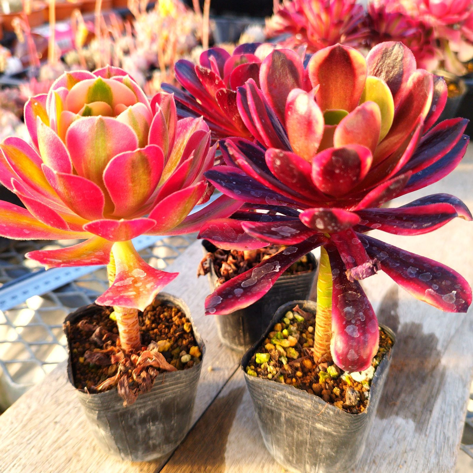 多肉植物 アエオニウム 3種セット 抜き苗 - メルカリ