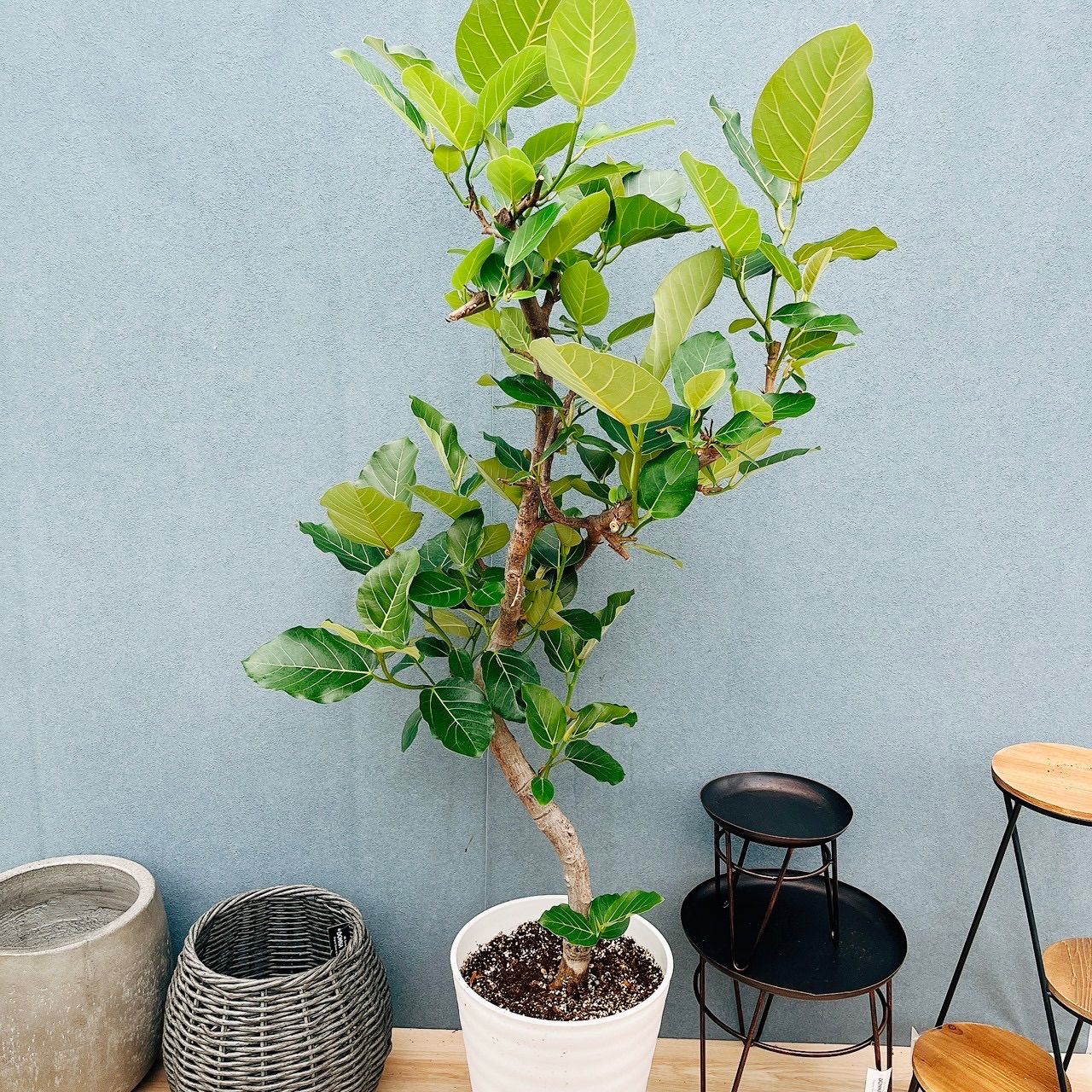 現品　フィカス　ゴムの木　グランディス　ブラウン　43番　曲がり　希少　観葉植物 現品］【希少】7番 フィカス グランディス 曲がり 10号 観葉植物 室内