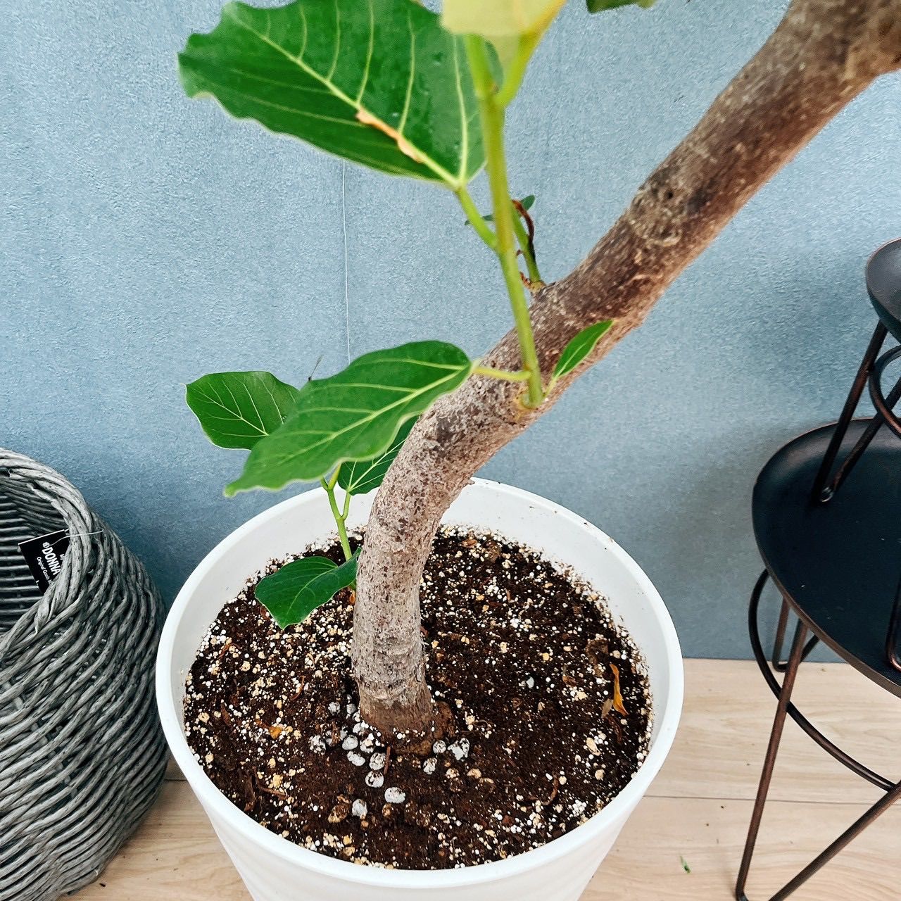 現品］【希少】7番 フィカス グランディス 曲がり 10号 観葉植物 室内