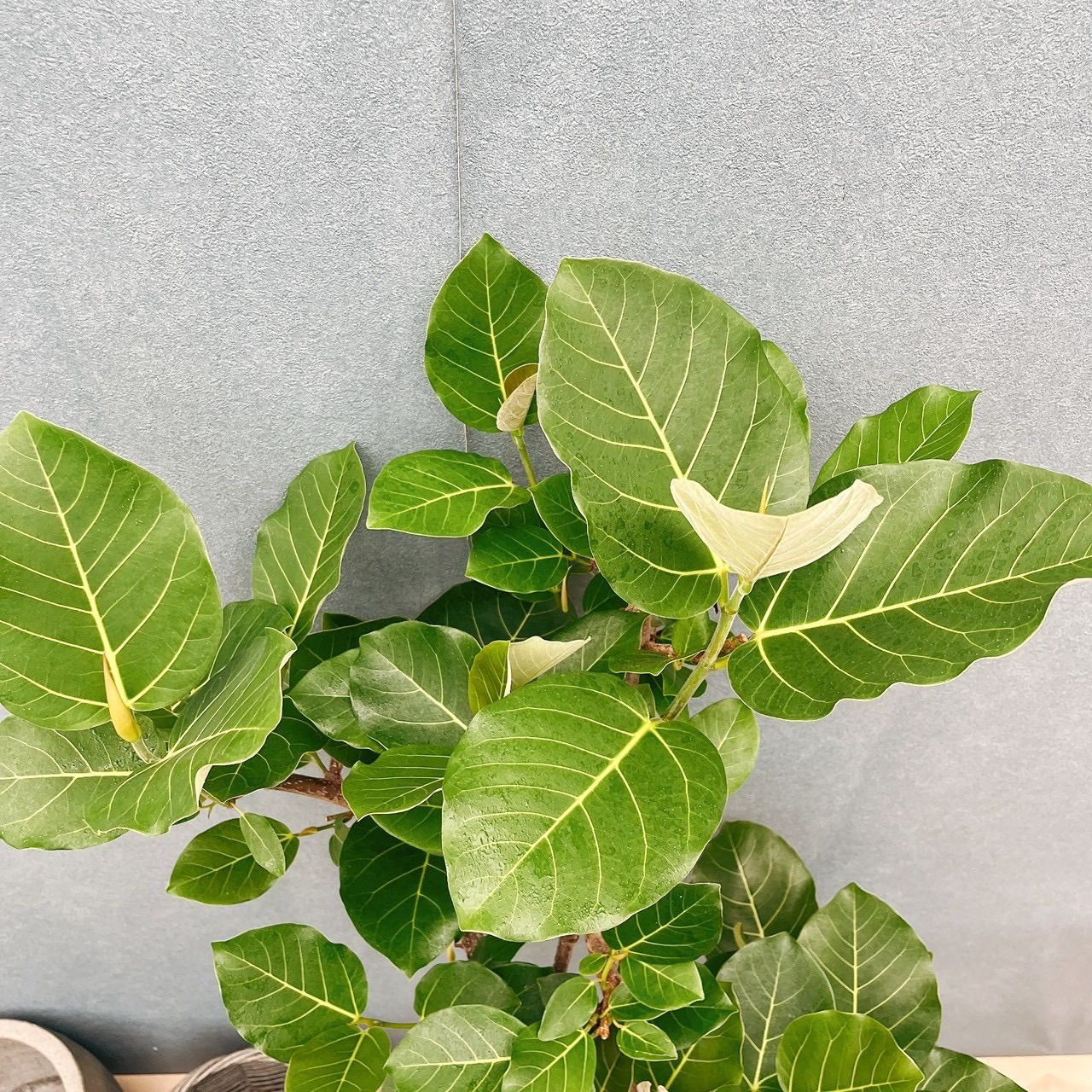 現品］【希少】7番 フィカス グランディス 曲がり 10号 観葉植物 室内