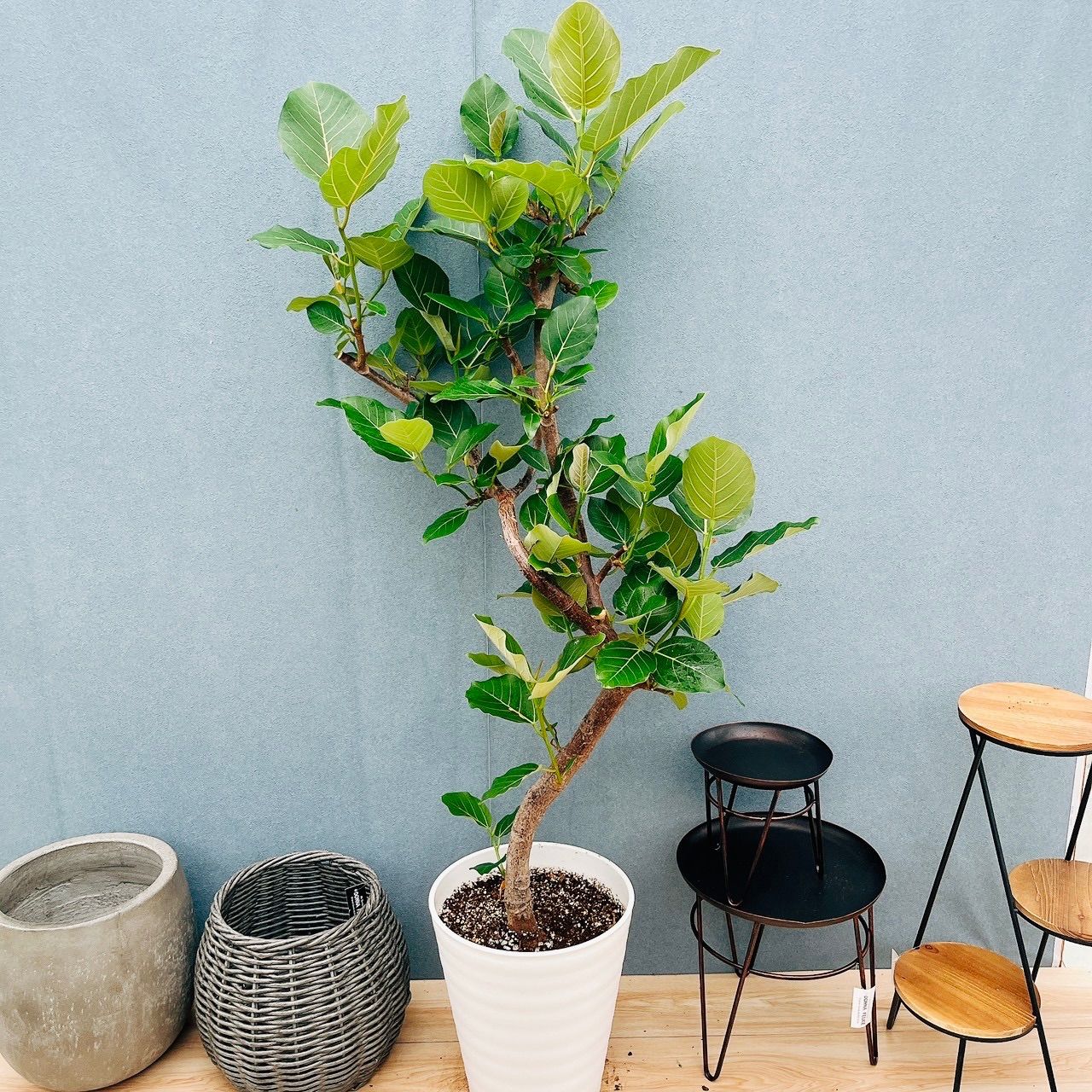 現品］【希少】7番 フィカス グランディス 曲がり 10号 観葉植物 室内