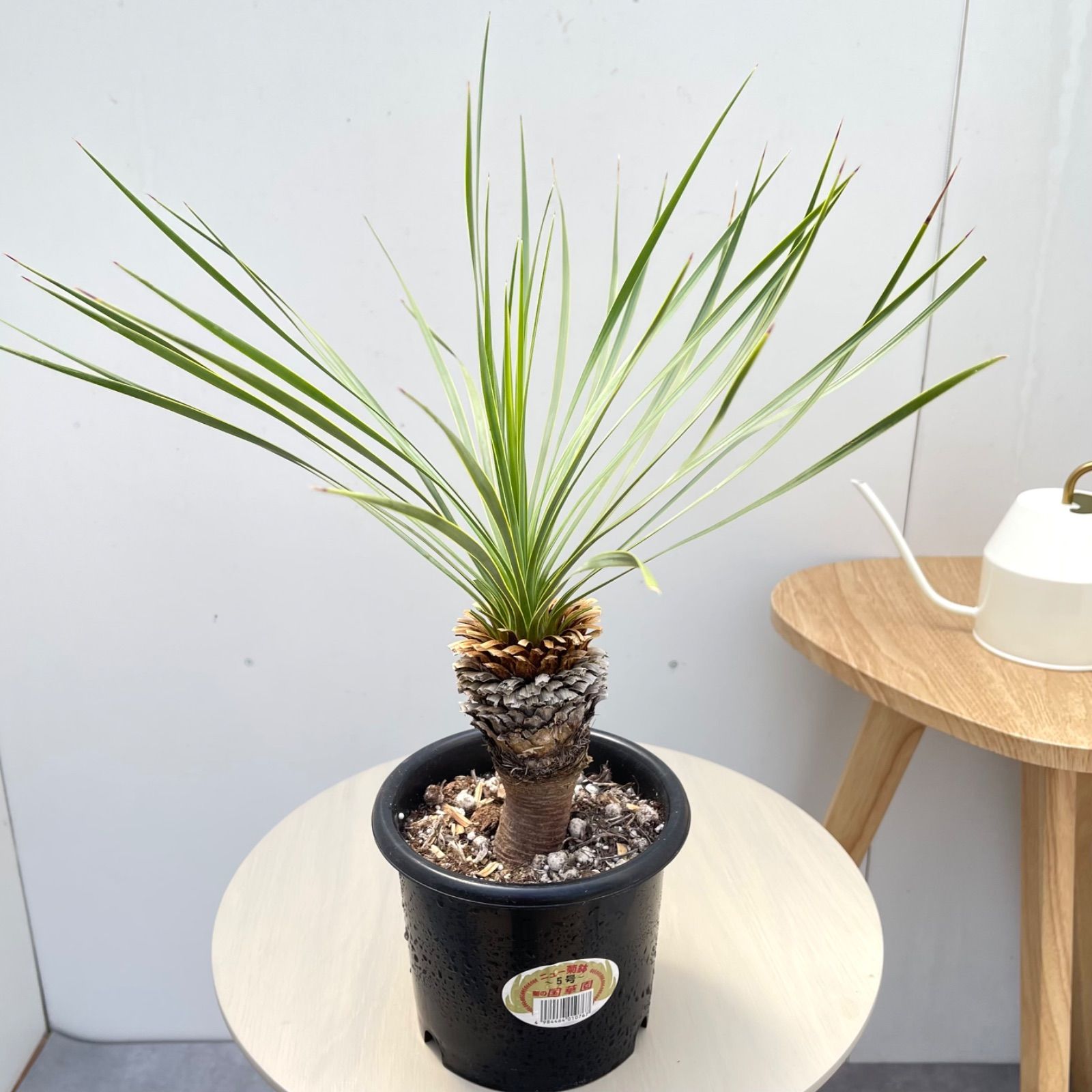 ユッカロストラータ ユッカ ロストラータ 29【現品】 ☆希少☆ 観葉植物 5号 - メルカリ