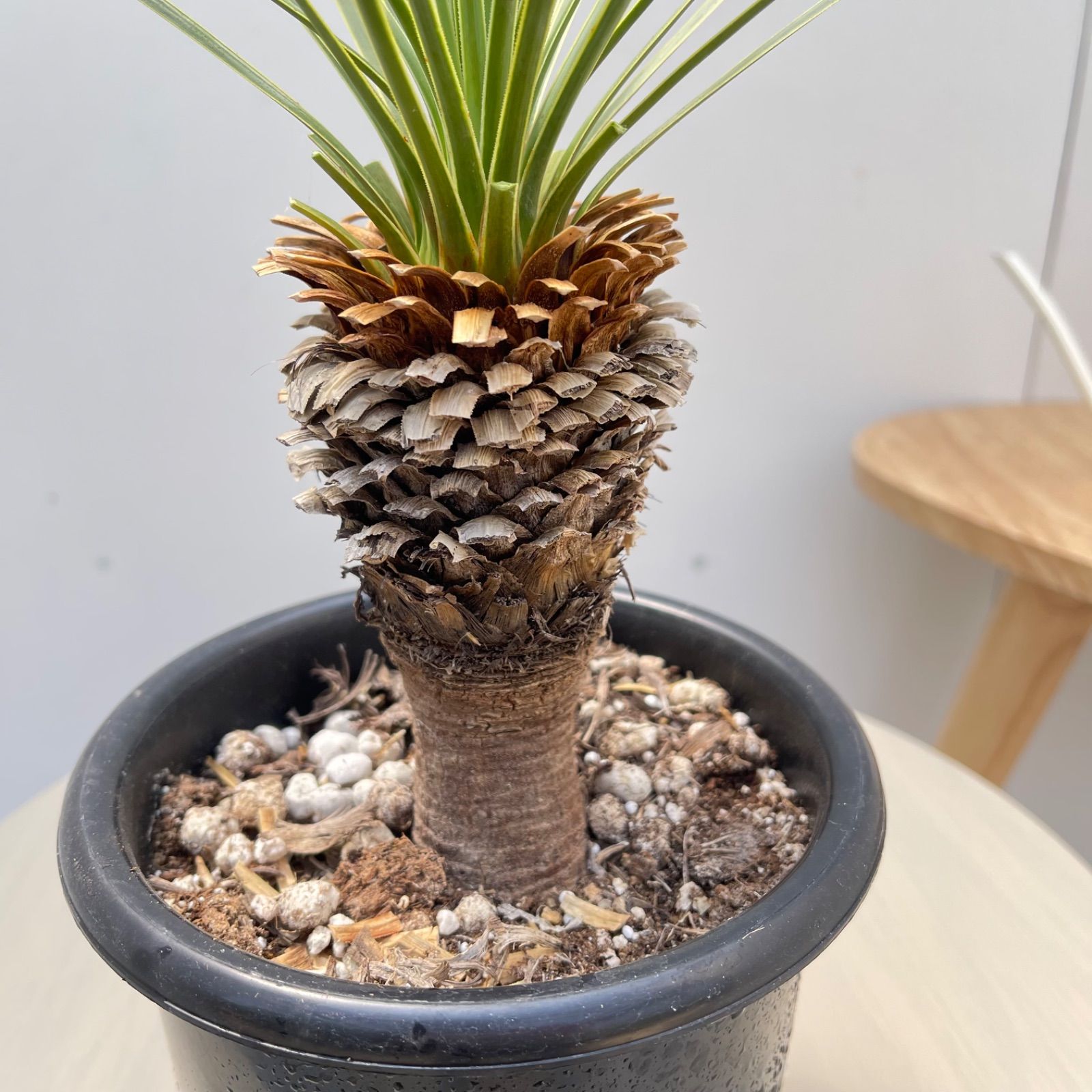 ユッカ ロストラータ 29【現品】 ☆希少☆ 観葉植物 5号 - メルカリ