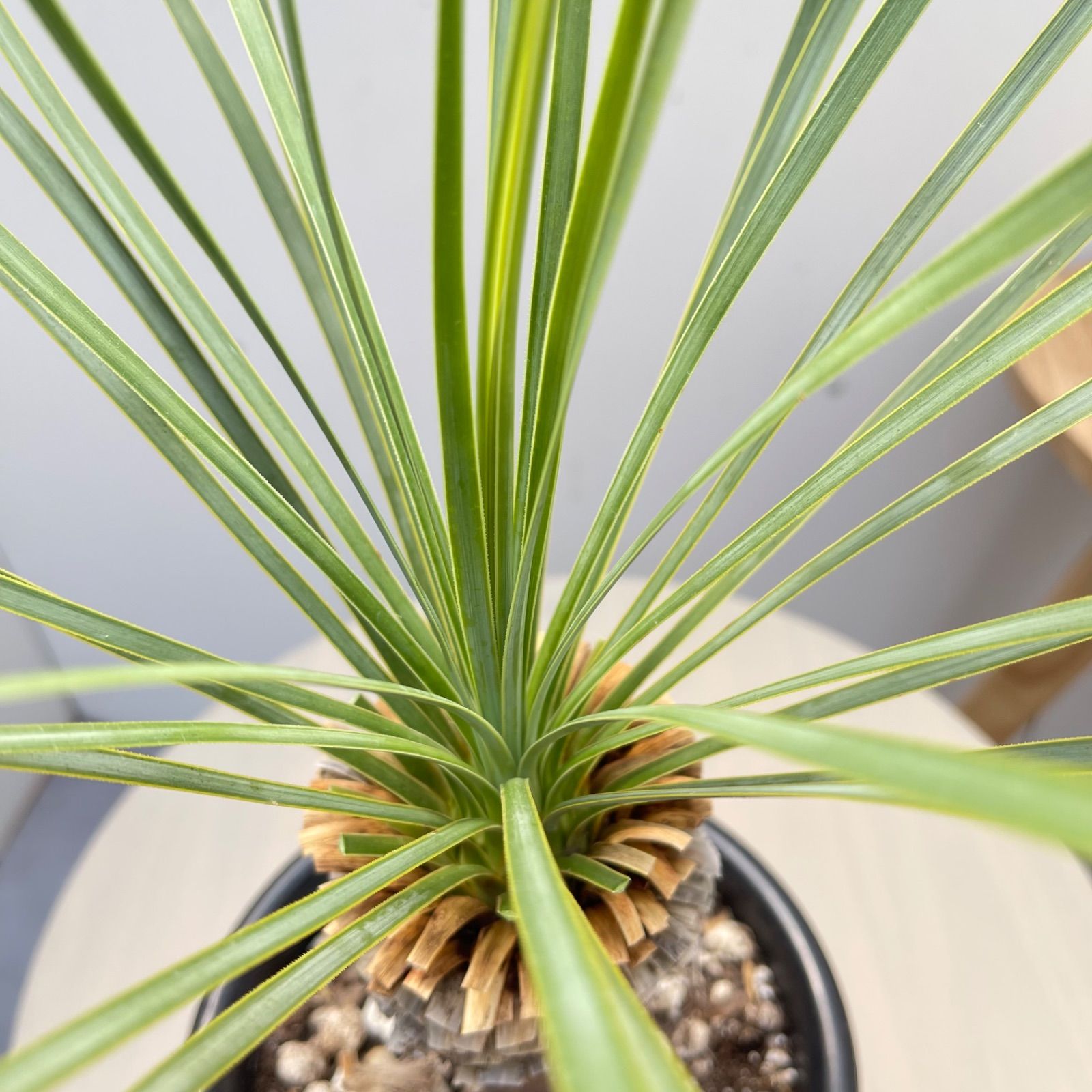 ユッカ ロストラータ 29【現品】 ☆希少☆ 観葉植物 5号 - メルカリ