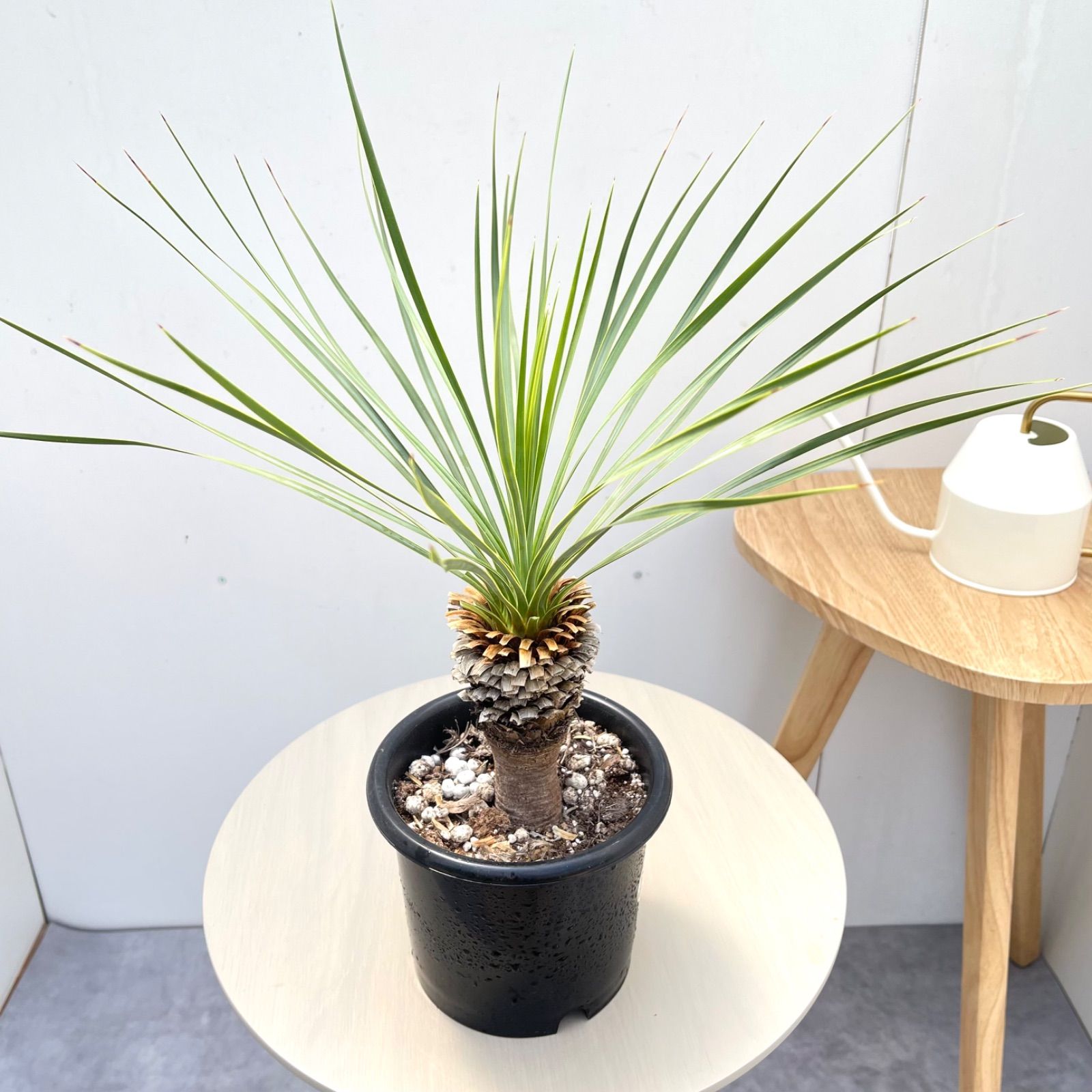 ユッカ ロストラータ 29【現品】 ☆希少☆ 観葉植物 5号 - メルカリ